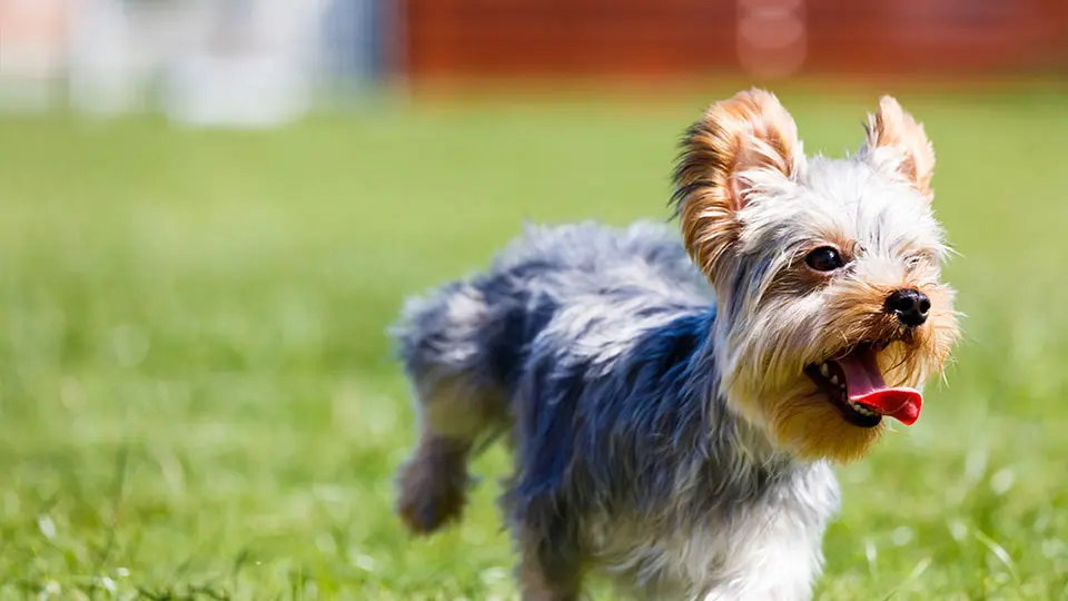写真：ドッグラン