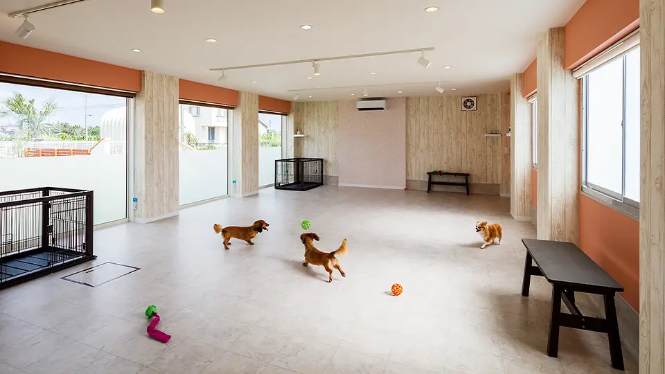 写真：ドッグラン