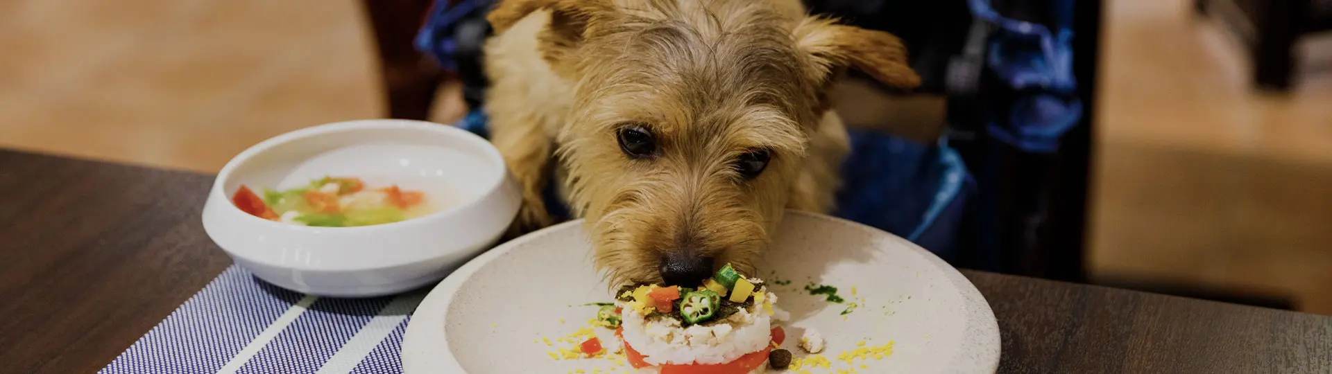 写真：日帰りドッグラン・ランチ
