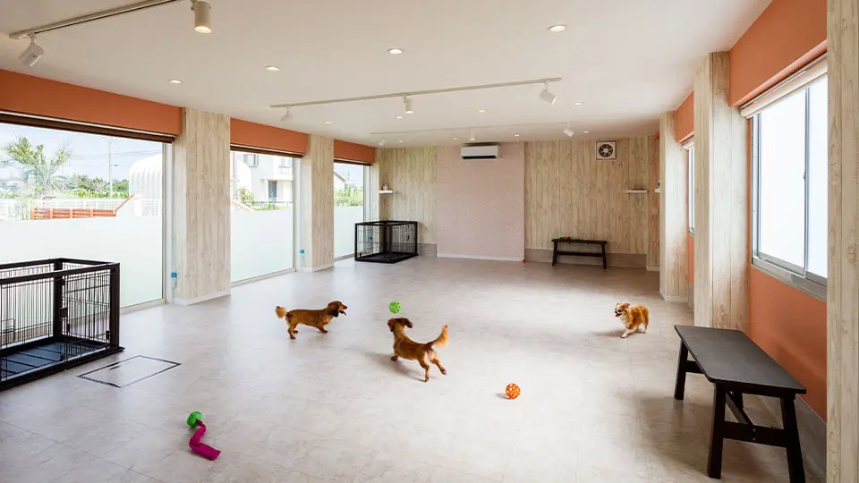 写真：屋内ドッグラン