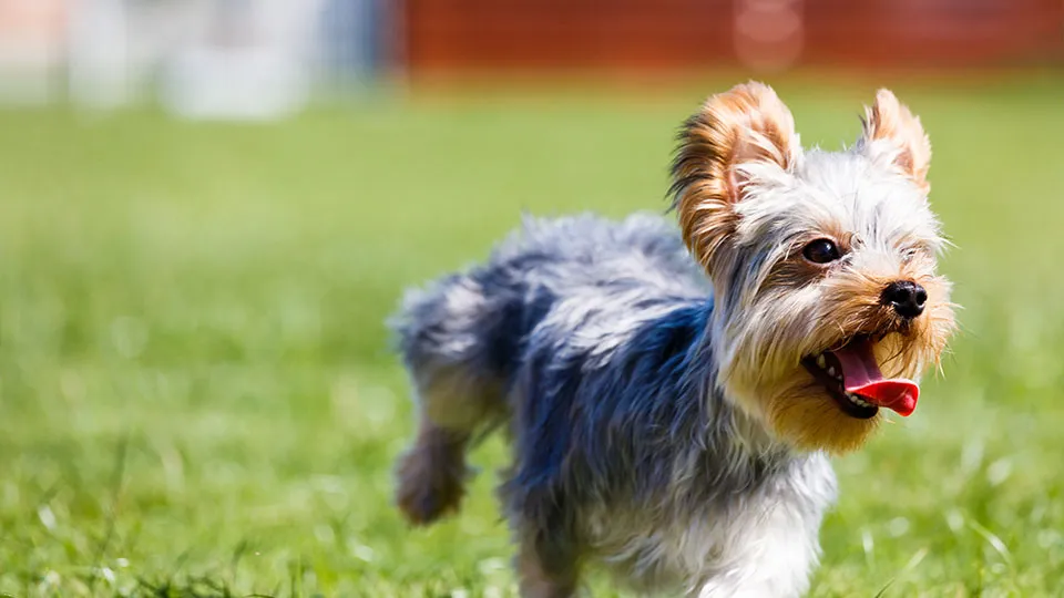 写真：ドッグラン