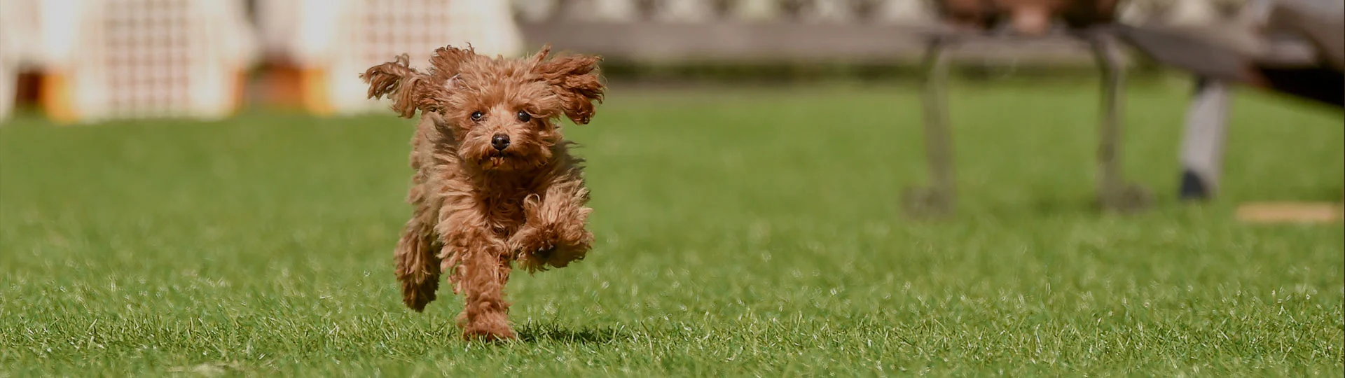写真：愛犬用設備