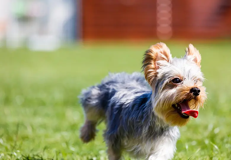 写真：日帰りドックラン・ランチ
