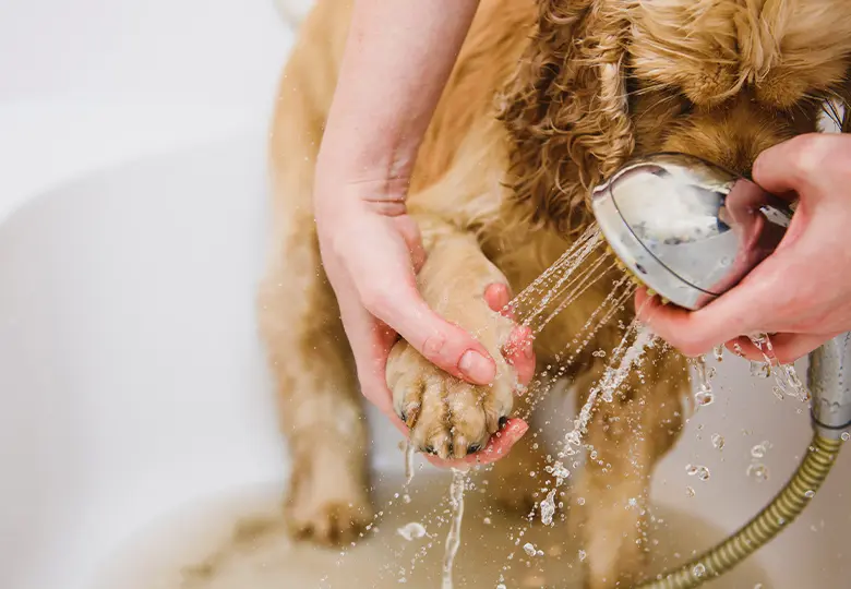 写真：愛犬用設備