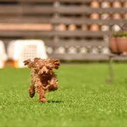 写真：ドックラン