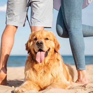 写真：ウェディング