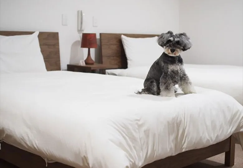 写真：洗える清潔な掛け布団のあるベッド